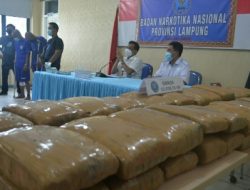 BNNP Lampung Nyatakan 50 Paket Ganja Yang Digagalkan Edar Dikendalikan Dari Lapas