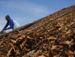 Harga Rokok Terus Naik, Konsumen Beralih, Omset Peritel dan UMKM Turun Drastis