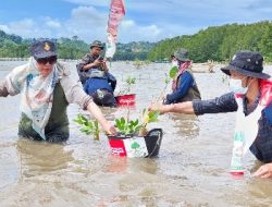 Dukung Program Pengurangan Emisi Karbon dan Lindungi Pesisir, CCEP Indonesia Tanam Mangrove di Cuku Nyinyi