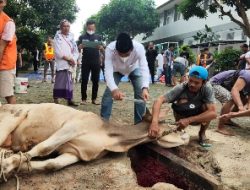 Lapas Kelas IA Bandarlampung Sembelih 11 Hewan Kurban