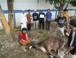 Rayakan Idul Adha Pelindo Regional 2 Panjang Sembelih 9 Ekor dan Bagikan 23 Hewan Kurban