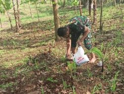 Dukung Ketahanan Pangan, Personil Koramil 410-02/TBS Lakukan Perawatan Tanaman Jagung