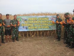 Letkol Tri Arto : Panen Jagung di Wilayah Koramil 410-01/Panjang Hasilnya Bagus dan Maksimal