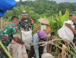 Tindak Lanjuti Perintah Kasad, Lagi-Lagi Koramil Jajaran Kodim 0410/KBL Panen Jagung