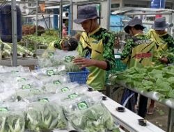 Sayuran Hidroponik Lapas Rajabasa Siap Ramaikan Pasar Sayur Mayur di Wilayah Lampung