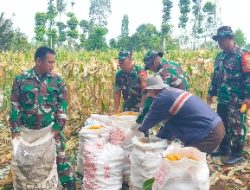 Dukung Ketahanan Pangan, Koramil Kedaton Panen Jagung Hasil Pemanfaatan Lahan Tidur