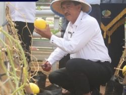 Ditanam Warga Binaan, Lapas Kelas I Bandar Lampung Panen Perdana Melon Madu