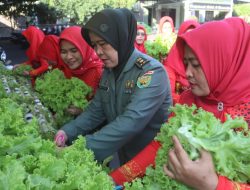 Ketua Persit Kartika Chandra Kirana Kodim 0410/KBL Panen Sayur Hidroponik