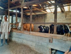 Didukung Program Pertamina, Peternakan Sapi di Lamteng Berhasil Sulap Limbah Kotoran Sebagai Biogas