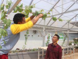 Optimalkan Perawatan, WBP Lapas Kelas I Bandarlampung Rutin Lakukan Pengecekan dan Penyiraman Tanaman Anggur