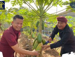 Kalapas Gowim Mahali Bersama Petugas dan Warga Binaan Lakukan Panen Pepaya California di Blok Hijau Lapas Kelas IIB Tanjungpandan