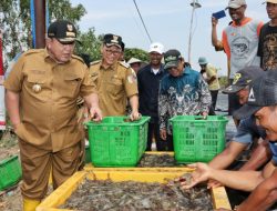 Panen Udang di Tuba, Gubernur Arinal Dorong Pertambakan Udang Bangkit dan Berjaya Kembali