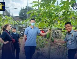 Pemuda Australia Ini Kagum Dengan Manisnya Pepaya Lapas Tanjungpandan