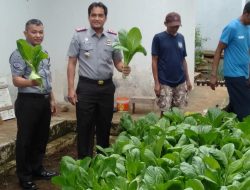 Wujud Keberhasilan Program Pembinaan, Lapas Ciamis Panen Sayuran Caisim