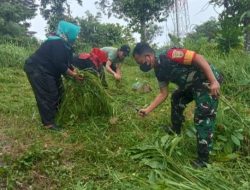 Bersinergi, Babinsa Jajaran Kodim 0410/KBL Laksanakan Gotong-royong Pembersihan Lingkungan di Wilayah Binaan
