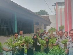 Tingkatkan Produktivitas Pembinaan Kemandirian, Rutan Krui Panen Perdana Sayuran Kangkung