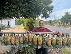 Nanas Bikang Bangka Selatan Teregistrasi Sebagai Indikasi Geografis