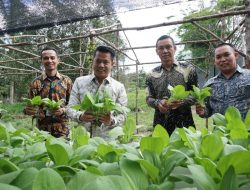 Semakin Produktif, Lapas Tanjungpandan Panen Hasil Pertanian Hidroponik