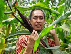 Biofortifikasi Tanaman Jagung, Inovasi Dosen Fakultas Pertanian Unila Atasi Stunting