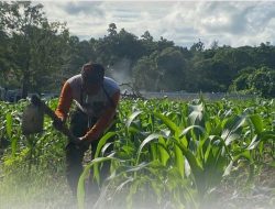 Dukung Ketahanan Pangan, Warga Binaan Lapas Manokwari Ikuti Program Pembinaan Bidang Pertanian