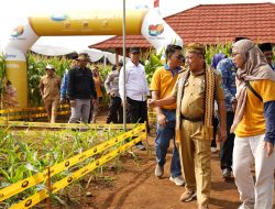 Ditunggu Petani, Benih Jagung Bioteknologi Dengan Keunggulan Ganda Mulai Dipasarkam di Lampung