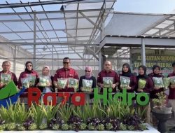 Panen Hasil Sayuran Hidroponik Hasil Karya WBP Lapas Kelas I Bandar Lampung, Pakcoy Raja Hidro Siap Restock di Transmart