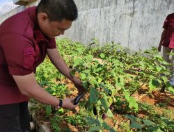 Wujudkan Ketahanan Pangan, Rutan Sukadana Ambil Langkah Cepat Optimalkan Pembinaan Kemandirian Bidang Pertanian