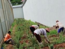 Produktif, Lapas Kotabumi Tingkatkan Keterampilan Pertanian Bagi Warga Binaan