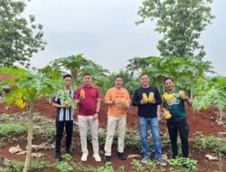 Wujudkan Ketahanan Pangan, Rutan Sukadana Panen Raya Buah Pepaya Hasil Karya Warga Binaan