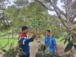Pertamina Wujudkan Lingkungan Lestari dan Ekonomi Mandiri melalui Agroforestri Durian