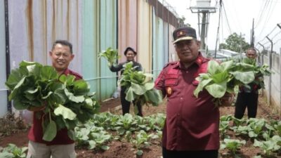 Kalapas Kelas I Semarang Beserta Jajaran Lakukan Panen Perdana Sayuran Sawi