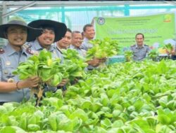 Dukung Ketahanan Pangan, Lapas Muara Enim Sukses Panen Raya Sayuran Hidroponik