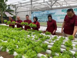 Pastikan Ketahanan Pangan Berkelanjutan, Kalapas Kelas I Bandar Lampung Beserta Jajaran Panen Pakcoy dan Selada