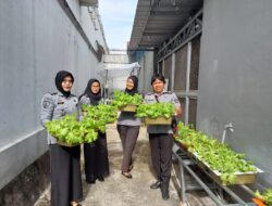 Lapas Perempuan Pangkalpinang Panen Selada Keriting Dari Budidaya Hidroponik Hasil Warga Binaan