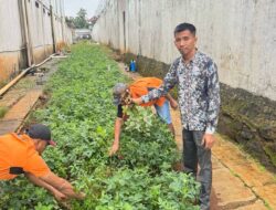 Sukseskan Program Ketahanan Pangan, Rutan Sukadana Lakukan Perawatan Pada Tanaman Kacang Tanah