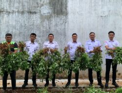 Pertanian di Balik Jeruji, Rutan Sukadana Berhasil Panen Kacang Tanah Hasil Pertanian Warga Binaan