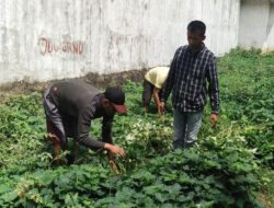 Semakin Produktif, Rutan Sukadana Maksimalkan Perawatan Tanaman Ubi Jalar