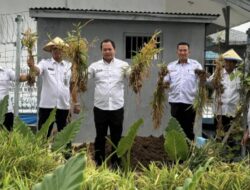 Lapas Kelas IIA Metro Panen Jahe, Siap Produksi Jahe Instan Bubuk Karya Warga Binaan