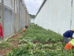Positif dan Produktif, Warga Binaan Lapas Kotabumi Lakukan Perawatan Tanaman Hortikultura