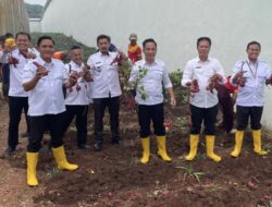 Kalapas Kotabumi Beserta Jajaran Laksanakan Panen Raya Ubi Dari Program Ketahanan Pangan