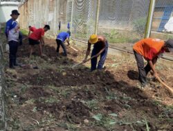 Warga Binaan Lapas Kotabumi Terus Berkarya dan Produktif Mengembangkan Keterampilan Bercocok Tanam