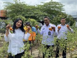 Dukung Program Ketahanan Pangan Nasional, Karutan Azhar Bersama Jajaran Rutan Kelas I Bandar Lampung dan Warga Binaan Panen Tomat