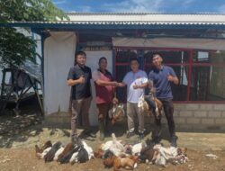 Kembali Panen Ayam Kampung, Lapas Gunung Sugih Komitmen Dukung Ketahanan Pangan