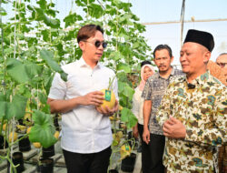 Panen Melon Sultan di Ponpes Istiqomah Al-Amin, Bupati Egi Beri Apresiasi