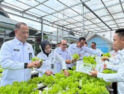 Dukung Penuh Ketahanan Pangan, Kakanwil Ditjenpas Lampung Bersama Kalapas Ike Rahmawati Panen Anggur serta Pakcoy di Lapas Kelas I Bandar Lampung