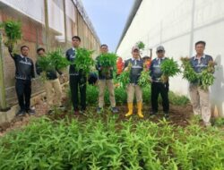 Lapas Kotabumi Kembali Panen Kangkung, Wujud Keberhasilan Program Ketahanan Pangan