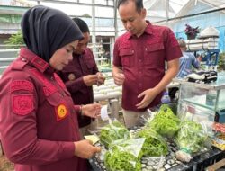 Ketahanan Pangan, Kalapas Kelas I Bandar Lampung Panen Selada Hidroponik Karya Warga Binaan