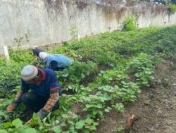 Warga Binaan Lapas Kalianda Tanam Mantang dan Kangkung Dukung Ketahanan Pangan RI