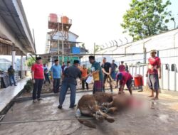 Berkah Idul Adha 1446H, Rutan Sukadana Langsungkan Penyembelihan 13 Hewan Kurban