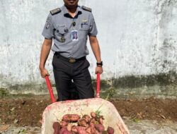 Lapas Kalianda Giatkan Ketahanan Pangan Dengan Tanam Tomat dan Terong dari Biji Hingga Panen